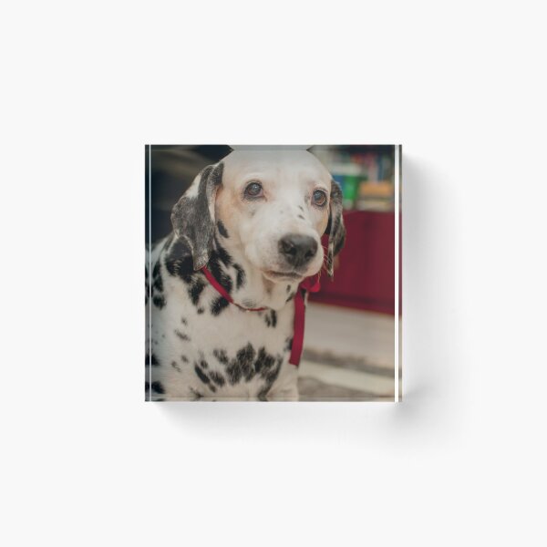 Item preview, Cute Spotted Dalmatian Wearing Red Bow designed and sold by VanGaldo.