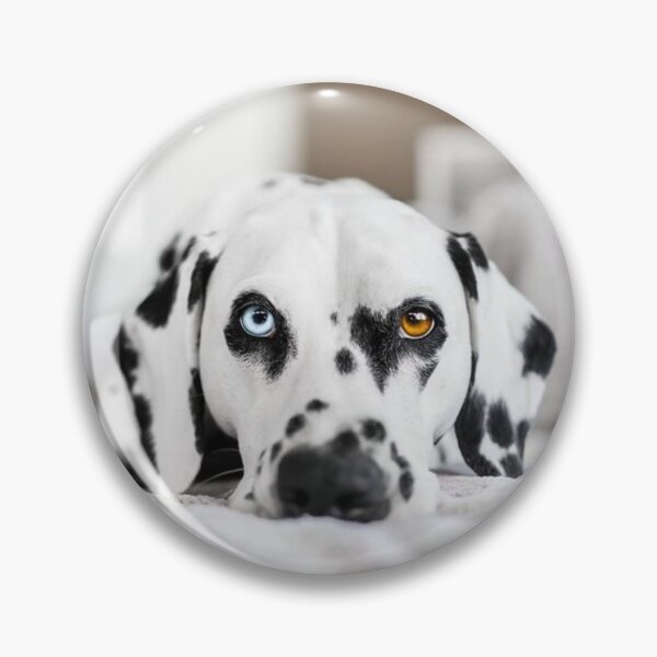 Item preview, Unique Heterochromia Dalmatian Dog Close Up designed and sold by VanGaldo.