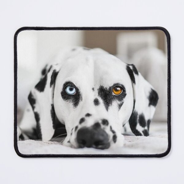 Item preview, Unique Heterochromia Dalmatian Dog Close Up designed and sold by VanGaldo.