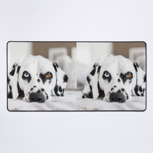 Item preview, Unique Heterochromia Dalmatian Dog Close Up designed and sold by VanGaldo.