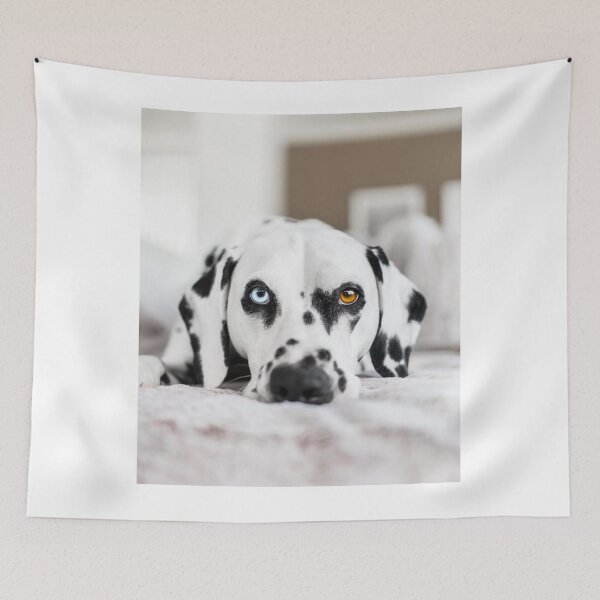 Item preview, Unique Heterochromia Dalmatian Dog Close Up designed and sold by VanGaldo.