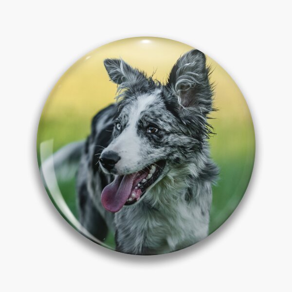 Item preview, Happy Blue Merle Border Collie Outdoors designed and sold by VanGaldo.