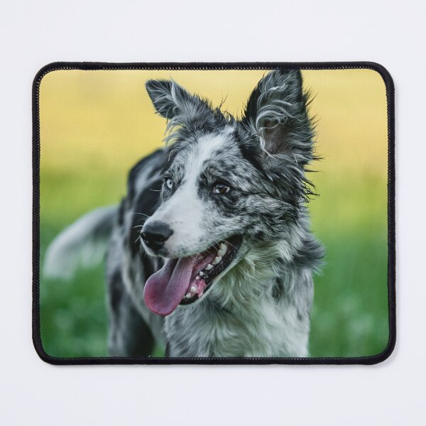 Item preview, Happy Blue Merle Border Collie Outdoors designed and sold by VanGaldo.