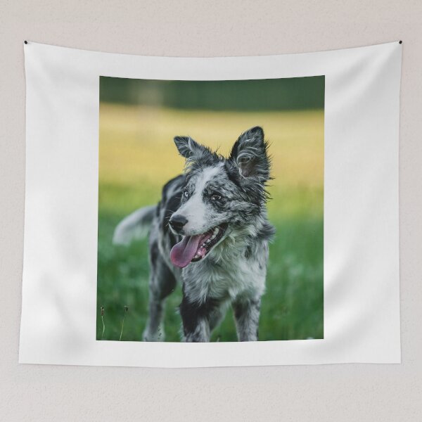 Item preview, Happy Blue Merle Border Collie Outdoors designed and sold by VanGaldo.