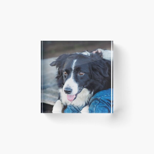 Item preview, Gentle Border Collie Dog Looking Lovingly designed and sold by VanGaldo.