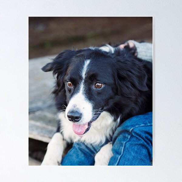 Item preview, Gentle Border Collie Dog Looking Lovingly designed and sold by VanGaldo.