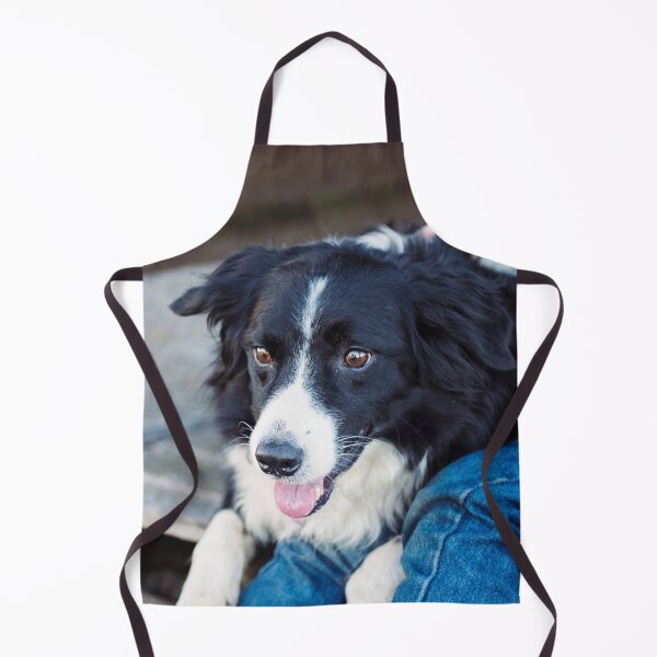 Artikelvorschau, Sanfter Border Collie schaut liebevoll. entworfen und verkauft von VanGaldo.