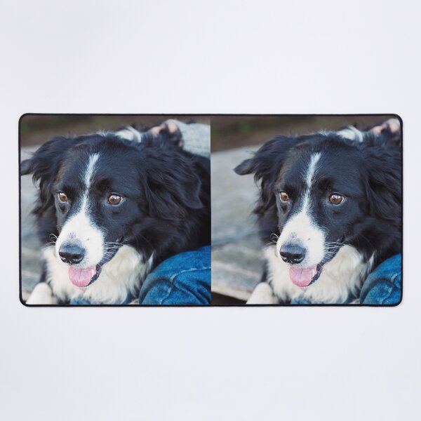 Item preview, Gentle Border Collie Dog Looking Lovingly designed and sold by VanGaldo.