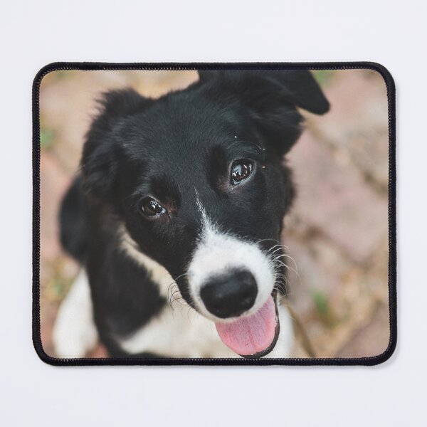 Item preview, Heartmelting Border Collie Puppy Close Up designed and sold by VanGaldo.
