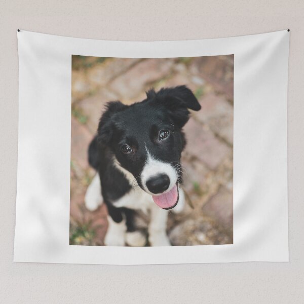 Item preview, Heartmelting Border Collie Puppy Close Up designed and sold by VanGaldo.