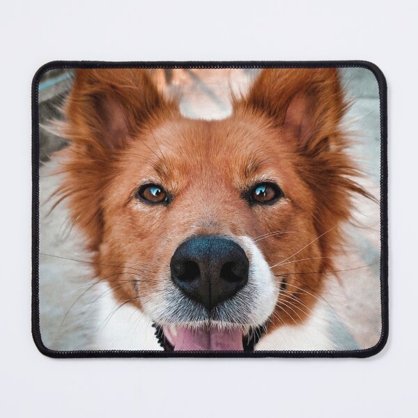Item preview, Happy Red Border Collie Sticking Tongue Out designed and sold by VanGaldo.