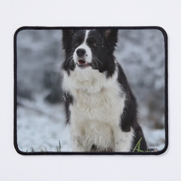 Item preview, Beautiful Border Collie Sitting in Winter Snow designed and sold by VanGaldo.