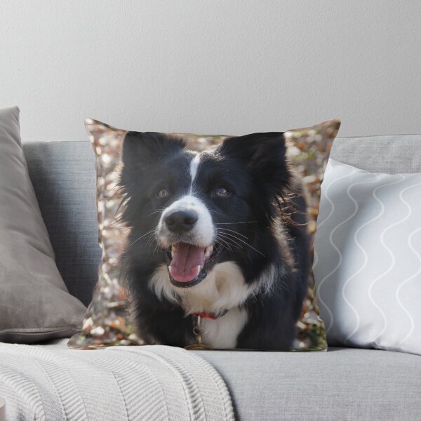 Item preview, Fluffy Border Collie Dog Looking Up Happily designed and sold by VanGaldo.