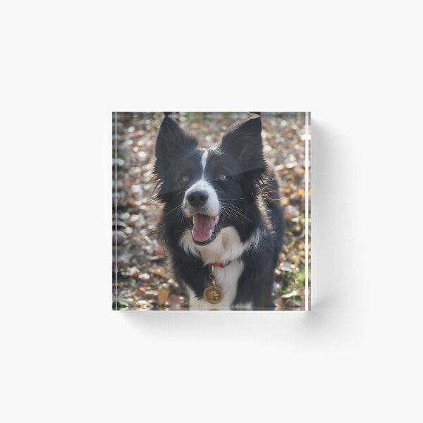 Item preview, Fluffy Border Collie Dog Looking Up Happily designed and sold by VanGaldo.