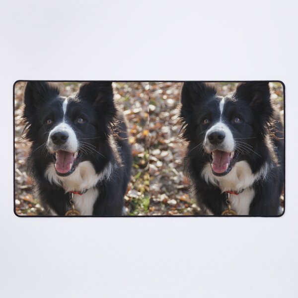 Item preview, Fluffy Border Collie Dog Looking Up Happily designed and sold by VanGaldo.
