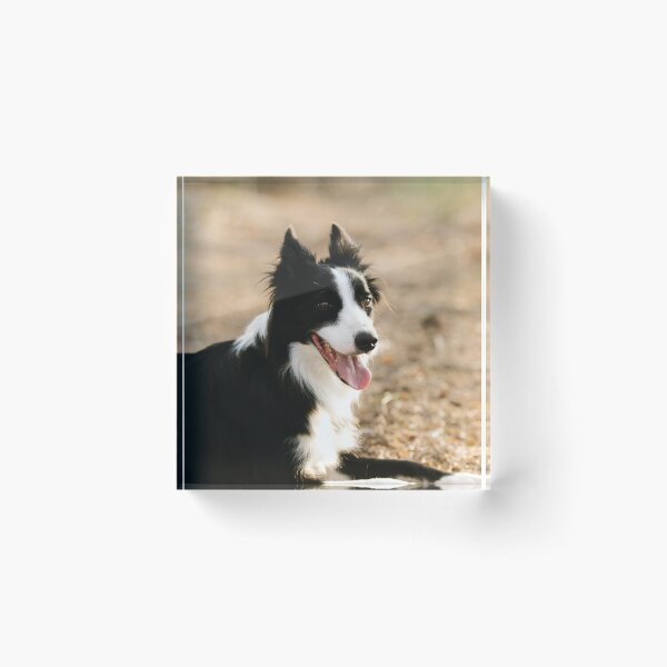 Item preview, Joyful Fluffy Border Collie Lying Down designed and sold by VanGaldo.