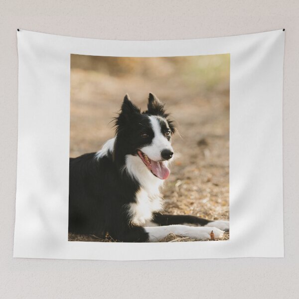 Item preview, Joyful Fluffy Border Collie Lying Down designed and sold by VanGaldo.