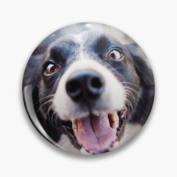 Item preview, Joyful Border Collie Dog Looking Up Happily designed and sold by VanGaldo.