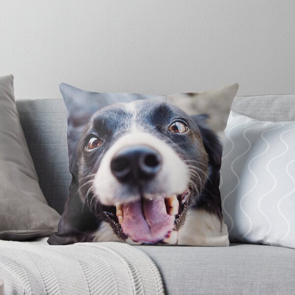 Artikelvorschau, Fröhlicher Border Collie schaut glücklich nach oben entworfen und verkauft von VanGaldo.