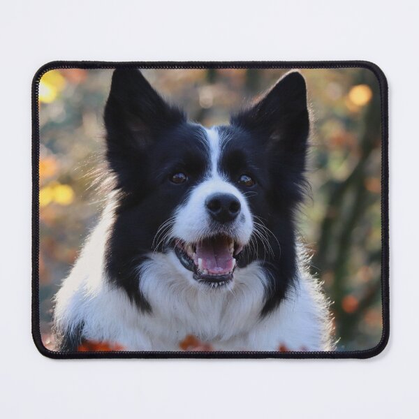 Item preview, Happy Border Collie Lying in Autumn Leaves designed and sold by VanGaldo.