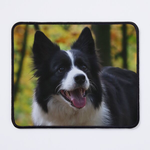 Item preview, Cheerful Fluffy Border Collie Sticking Tongue Out designed and sold by VanGaldo.