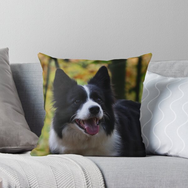 Item preview, Cheerful Fluffy Border Collie Sticking Tongue Out designed and sold by VanGaldo.