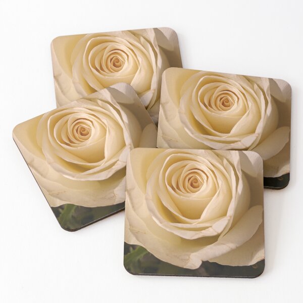 Item preview, Cream Rose Warm Light, Macro Botanical Photography designed and sold by PrettyAround.
