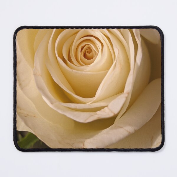 Item preview, Cream Rose Warm Light, Macro Botanical Photography designed and sold by PrettyAround.