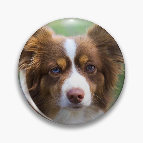 Item preview, Beautiful Border Collie with Unique Heterochromia designed and sold by VanGaldo.