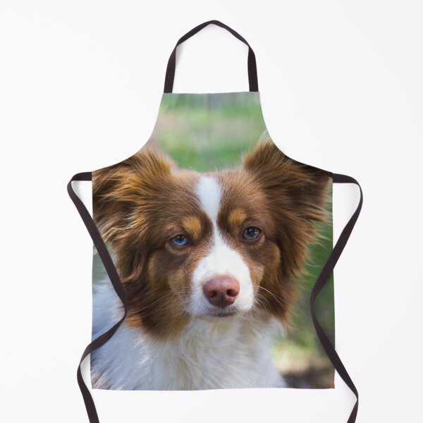 Artikelvorschau, Wunderschöner Border Collie mit einzigartiger Heterochromie entworfen und verkauft von VanGaldo.
