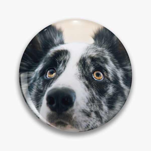 Item preview, Stunning Blue Merle Border Collie Looking Up designed and sold by VanGaldo.