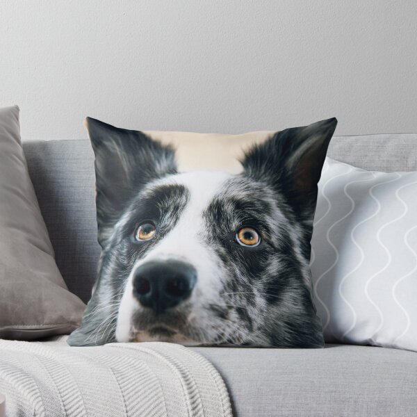 Artikelvorschau, Atemberaubender Blue Merle Border Collie schaut nach oben entworfen und verkauft von VanGaldo.