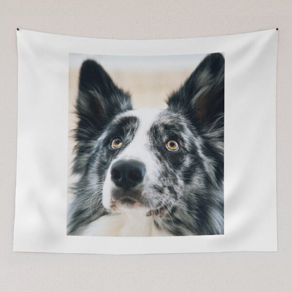 Item preview, Stunning Blue Merle Border Collie Looking Up designed and sold by VanGaldo.
