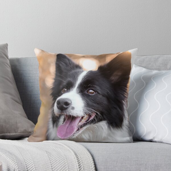 Artikelvorschau, Atemberaubendes Porträt eines Border Collies im goldenen Licht der Abenddämmerung entworfen und verkauft von VanGaldo.