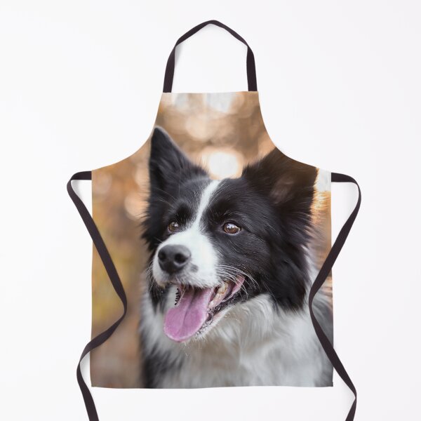 Artikelvorschau, Atemberaubendes Porträt eines Border Collies im goldenen Licht der Abenddämmerung entworfen und verkauft von VanGaldo.