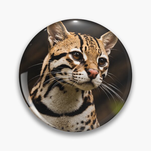 Item preview, Leopardus Tilcayo Tiger Cat ( New Cat Just Dropped! ) designed and sold by reezorrrr.
