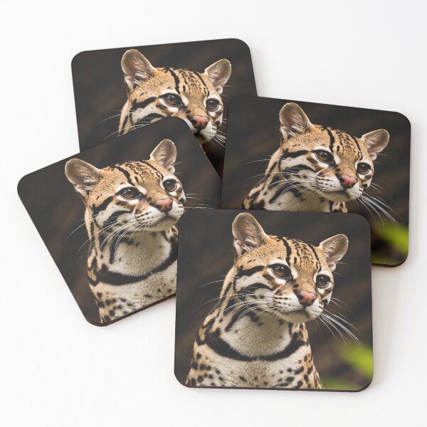 Item preview, Leopardus Tilcayo Tiger Cat ( New Cat Just Dropped! ) designed and sold by reezorrrr.