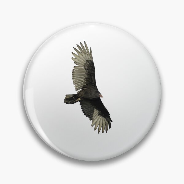 Item preview, Isolated Turkey Vulture 9-22-2021 designed and sold by Thomasyoung.