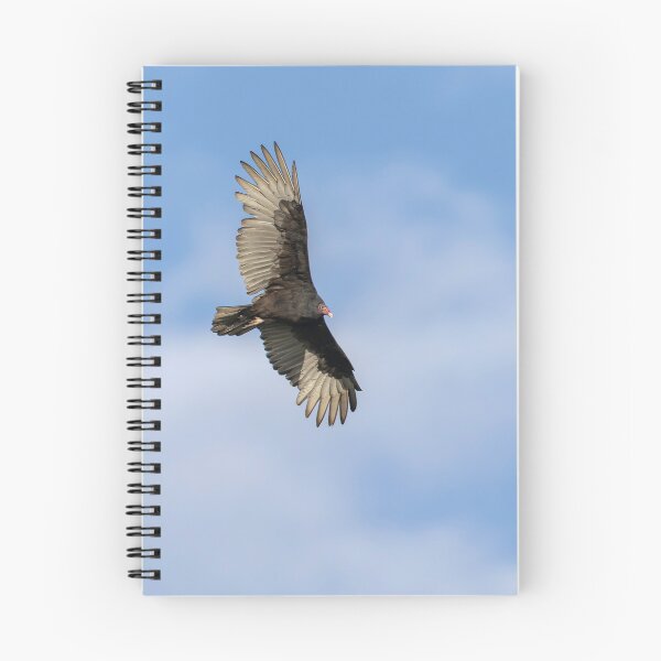 Item preview, Soaring Turkey Vulture 9-22-2026 designed and sold by Thomasyoung.
