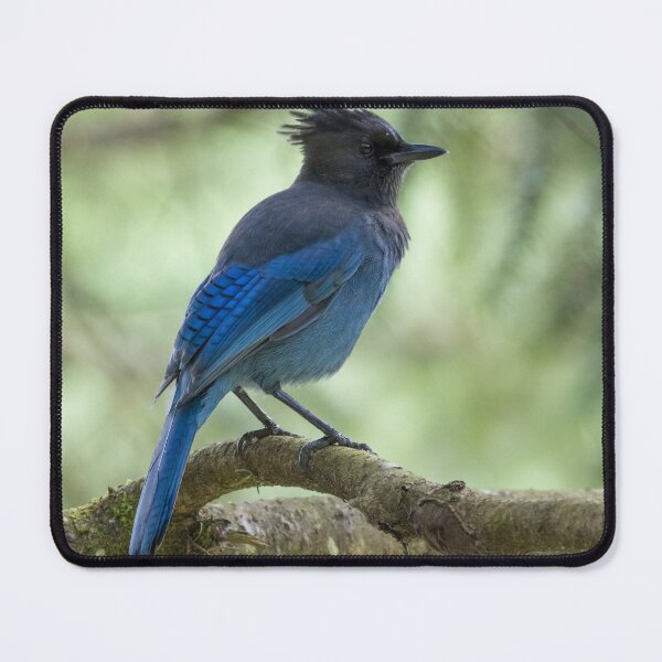 Item preview, Steller's Jay designed and sold by LaurenTucker.
