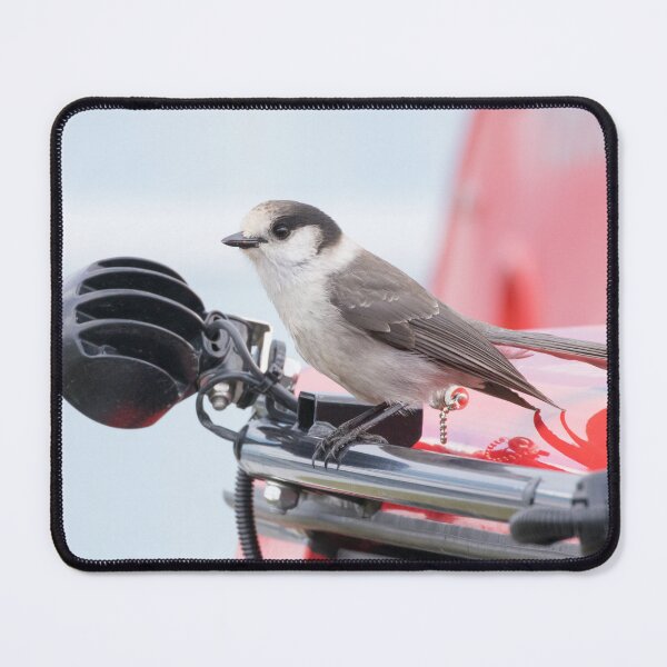 Item preview, Canada Jay designed and sold by LaurenTucker.