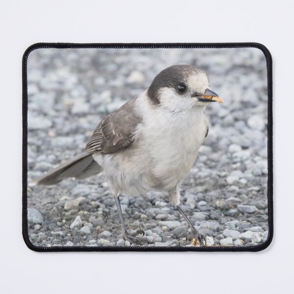 Item preview, Canada Jay designed and sold by LaurenTucker.