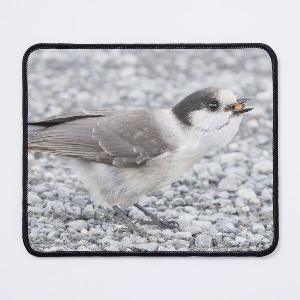 Item preview, Canada Jay designed and sold by LaurenTucker.