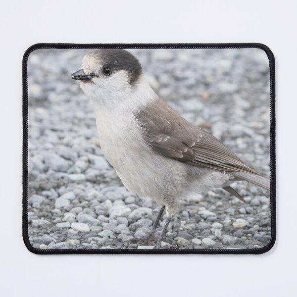 Item preview, Canada Jay designed and sold by LaurenTucker.
