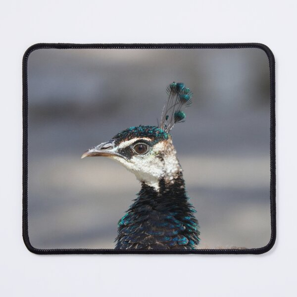 Item preview, Peafowl portrait designed and sold by GreyFeatherPhot.