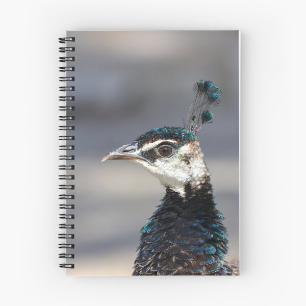 Item preview, Peafowl portrait designed and sold by GreyFeatherPhot.