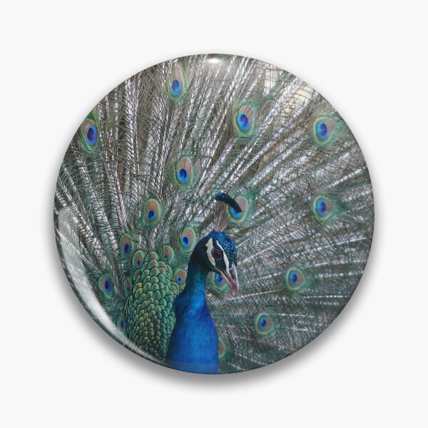 Item preview, Displaying peacock designed and sold by GreyFeatherPhot.