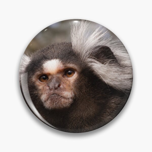 Item preview, Curious Common Marmoset Monkey designed and sold by Astute-Artio-Photography.