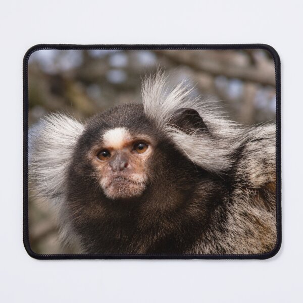 Item preview, Curious Common Marmoset Monkey designed and sold by Astute-Artio-Photography.