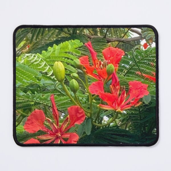 Item preview, Royal poinciana flowers designed and sold by Ben Waggoner.